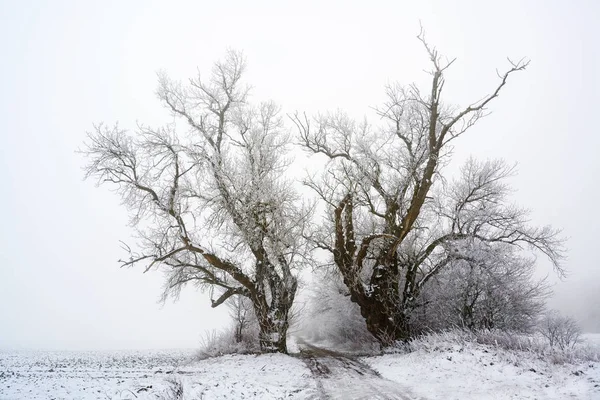 Iki Yaşlı Kavak Ağaçları Bir Ülke Lane Soğuk Gri Kış — Stok fotoğraf