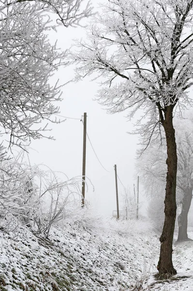 桅杆从树木之间的一个小陆地电线在寒冷的灰色冬季与嘶哑的霜和雪 复制空间 选择焦点 — 图库照片