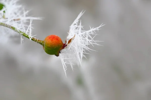 Congelado Rosa Quadril Com Agulhas Gelo Geada Hoar Inverno Espaço — Fotografia de Stock