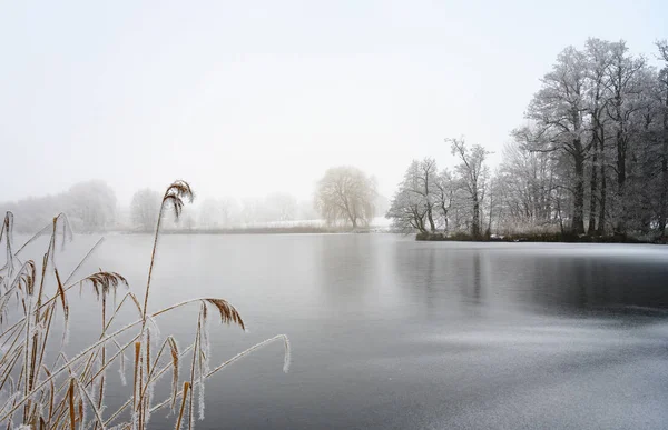 Zugefrorener See Mit Schilf Und Kahlen Bäumen Bedeckt Von Raureif — Stockfoto