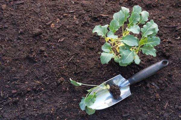 Plantación Plantas Col Brócoli Plántulas Una Pala Suelo Marrón Oscuro — Foto de Stock