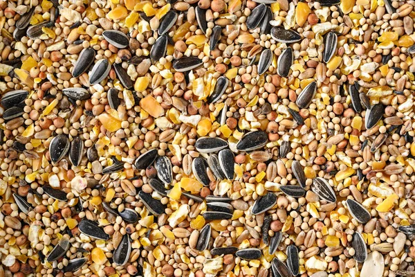 Корм Птиц Смешанных Семян Таких Подсолнечник Кукуруза Просо Многое Другое — стоковое фото