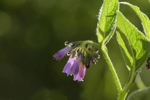 Beautiful Flowers Common Comfrey Symphytum Officinale Herbal Medicinal Plant Blurry — Stock Photo, Image