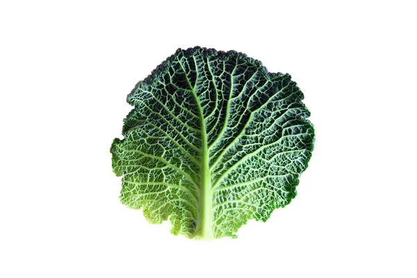 有机萨沃伊卷心菜的叶子 一种健康的冬季蔬菜 有皱巴巴的表面 在白色的背景上被隔离 — 图库照片