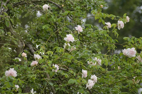 在一棵苹果树上 带着鲜艳的粉红色花朵 由施沃兹1875年培育的老嘈杂的玫瑰 被选中的焦点 — 图库照片