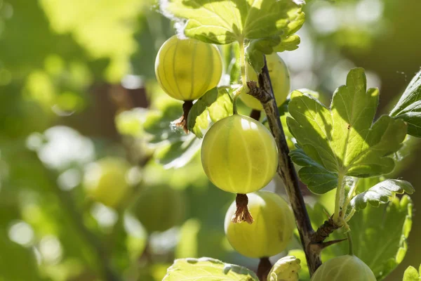 Organische grüne Stachelbeeren, die im Sonnenlicht an einem Strauch im Garten wachsen, Kopierraum — Stockfoto