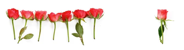 Row of red roses, one stands alone, isolated on a white background, copy space — Stock Photo, Image