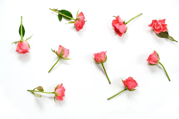Розовые цветы розы разбросаны на белом фоне, плоский лежал, высокий угол зрения сверху — стоковое фото