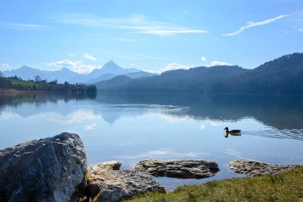 Lago de montaña weissensee en la luz de la mañana en frente de los alpes bavarianos cerca de fuessen en el allgaeu, sur de Alemania, espacio de copia, enfoque seleccionado — Foto de Stock