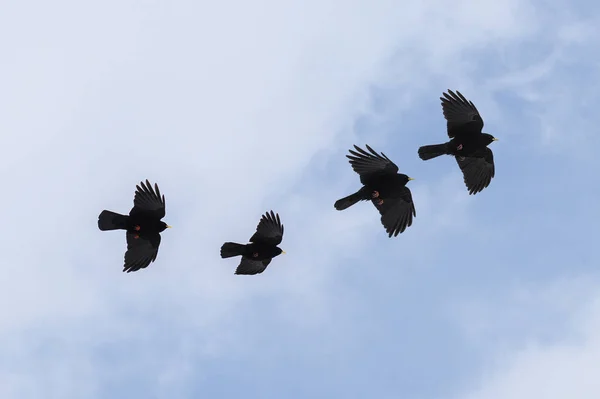 Grupp av flygande alpin Pyrrhocorax eller Gulnäbbad Pyrrhocorax (Pyrrhocorax graculus), fåglar av kråkfamiljen mot en blå vit himmel, kopiera utrymme — Stockfoto