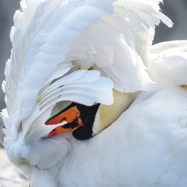 Cisne mudo (Cygnus olor) limpa suas penas sob as asas, espaço de cópia — Fotografia de Stock