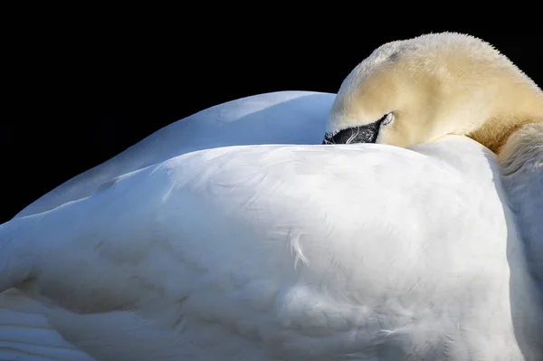 Dormir mudo cisne (Cygnus olor) coloca a cabeça sob as asas, espaço cópia , — Fotografia de Stock