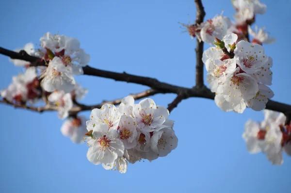 Κλαδί με όμορφα άνθη κερασιάς την άνοιξη μπροστά από έναν καθαρό γαλάζιο ουρανό, επιλεγμένη εστίαση, στενό βάθος πεδίου — Φωτογραφία Αρχείου