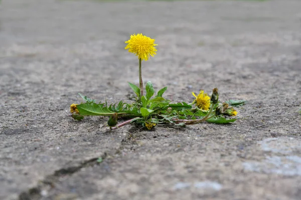 Single λουλούδι πικραλίδα σπάει το δρόμο του μέσα από το σκυρόδεμα, αντίληψη δύναμη της φύσης, αντίγραφο χώρου — Φωτογραφία Αρχείου