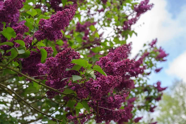 Lila Blütenzweige eines Flieders oder Syringa vulgaris im Frühling, Kopierraum — Stockfoto