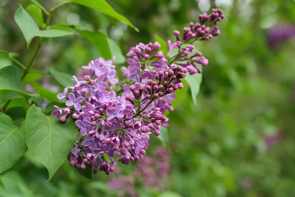 Blühender lila Flieder oder Syringa vulgaris Zweig im Frühling, Kopierraum — Stockfoto