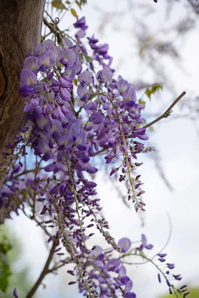 Blüten der Glyzinien, einer Kletterpflanze der Familie der Hülsenfrüchte auf einer Pergola, Kopierraum — Stockfoto