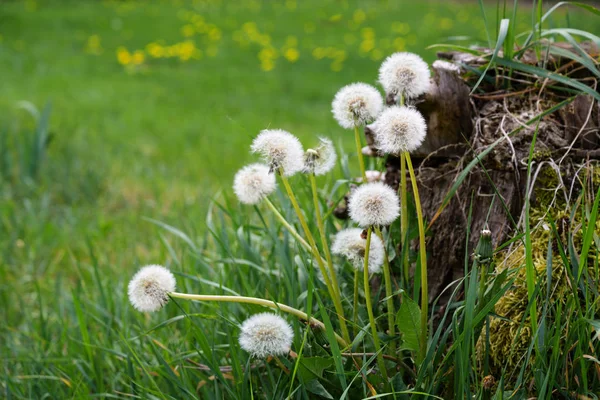 Dandelion puff flowers, the beautiful weed grows on a tree stump in the green meadow, copy space — Stock Photo, Image