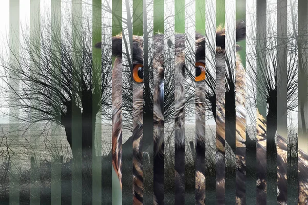 Portret van een Euraziatische Oehoe (Bubo bubo) en zijn habitat in stroken gesneden, concept voor het uitsterven van soorten en gevaarlijke achteruitgang van de natuur — Stockfoto