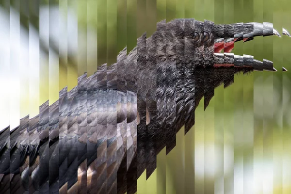 Porträt eines schreienden jungen Rabenvogels (Corvus corax), der große, in Streifen geschnittene, ganz schwarze Passantenvogel, Konzept für Artensterben und gefährlichen Niedergang der Natur — Stockfoto