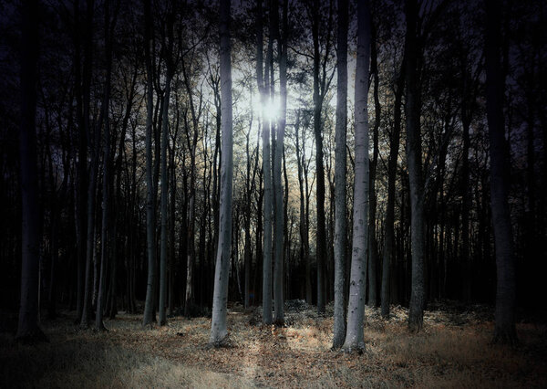 Mysterious dark forest in pale colors with low standing sun, scary fantasy landscape for halloween, selected soft focus