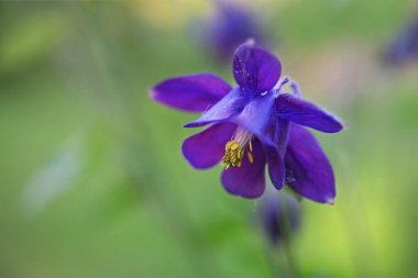 Avrupa columbine Mavi mor çiçek (Aquilegia vulgaris) bahçede çiçeklenme, kopya alanı ile yeşil arka plan