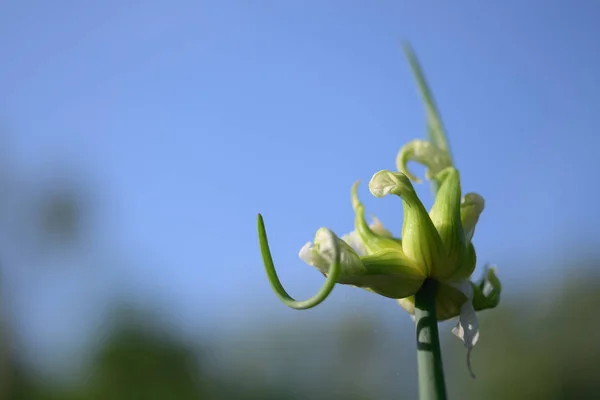 Tree onion, topsetting onion, walking onion, or Egyptian onion (Allium proliferum ) with young bulblets growing at the top of the stalk against a blue sky with copy space, close up — Stock Photo, Image