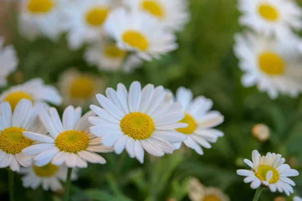 Flores de marguerita (Leucantemo) que parecen grandes margaritas en un prado — Foto de Stock