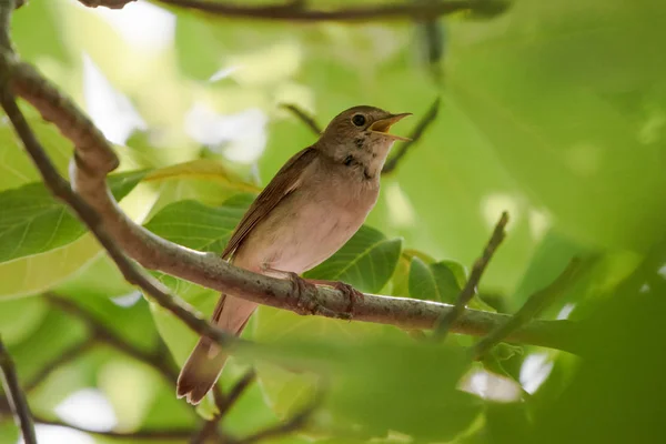 Slavík (Luscinia megarhynchos) zpěv s otevřeným zobákem, malý buzerinový pták Slavík sedící na větvi v zeleném stromě, kopírovací prostor — Stock fotografie