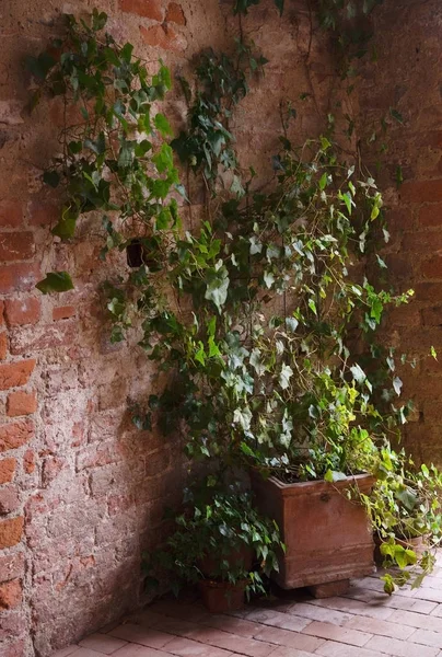 Ingegoten klimop groeit op een oude bakstenen muur in de doorgang van een historisch gebouw, kopieer ruimte — Stockfoto