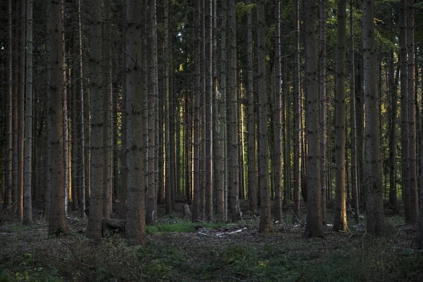 Yakından dikilen ağaçlar ve yanal ışık ile koyu iğne yapraklı orman — Stok fotoğraf