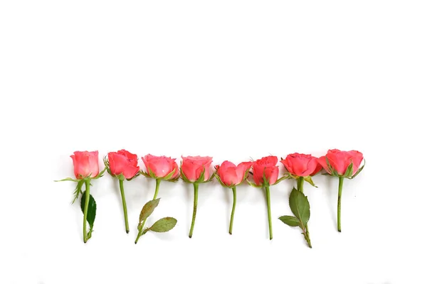 Rangée de roses roses isolées avec des ombres sur un fond blanc, espace de copie, vue grand angle d'en haut — Photo