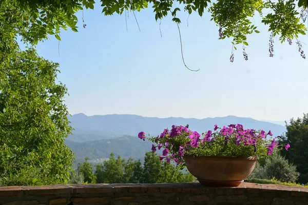 mavi gökyüzü ve kopya alanı ile Güney bir manzara önünde bir büyümüş balkonun duvarında Mor Petunias ile rustik çiçek pot