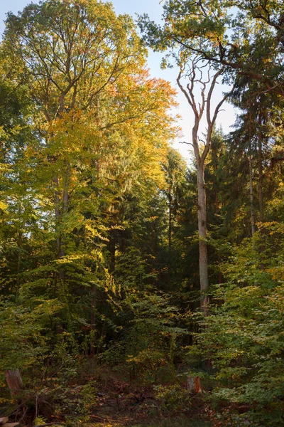 Albero morto in un bosco misto in una giornata d'autunno soleggiata, verticale — Foto Stock