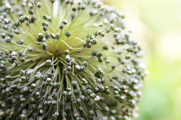 Ripe ball shaped flower stall with seeds from a leek plant, close up shot, copy space — Stock Photo, Image