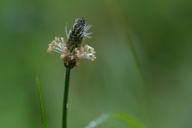 ribwort plantain çiçeği (Plantago lanceolata), bitki öksürük ilacı ve diğer bitkisel ilaçlar olarak bitkisel çay kullanılır, kopya alanı ile yeşil bir arka plan karşı makro çekim