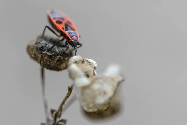 Firebug (Pyrrhocoris apterus) on the dry plant, macro shot, copy space — Stock Photo, Image