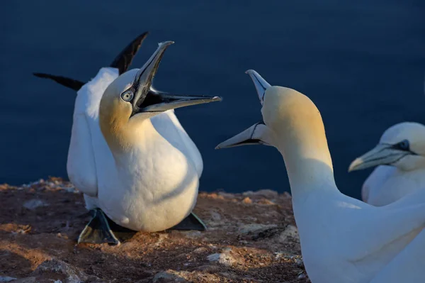 La gannet settentrionale (Morus bassanus) gli uccelli marini discutono sulle rocce dell'Helgoland — Foto Stock
