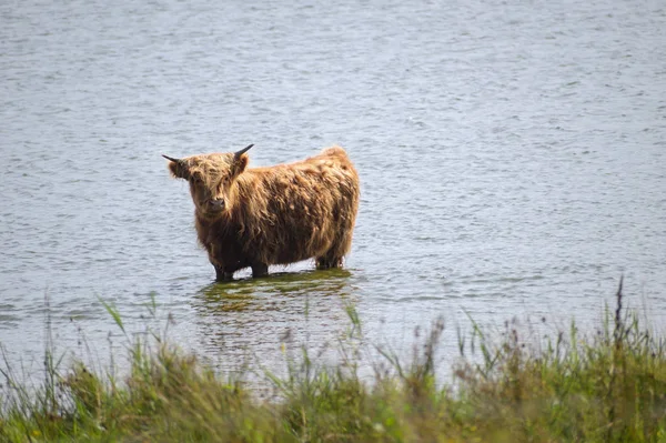 Galloway cattle with long dun fur is standing in the water of a lake at the meadow on a sunny day, copy space — Stock Photo, Image