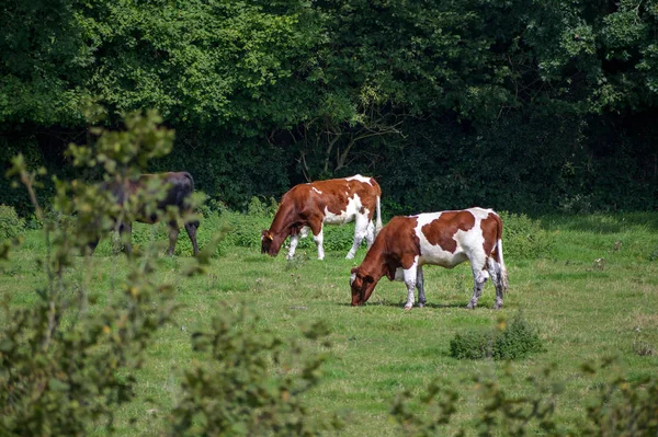 Brown-white cows in the pasture under trees, copy space — Stock Photo, Image