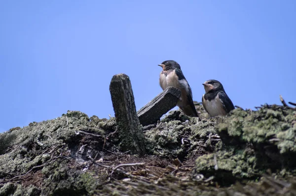 Iki genç ahır kırlangıç kuşlar (Hirundo rustica) sazdan çatı mavi gökyüzüne karşı yiyecek bekliyor, büyük kopya alanı, seçilen odak — Stok fotoğraf