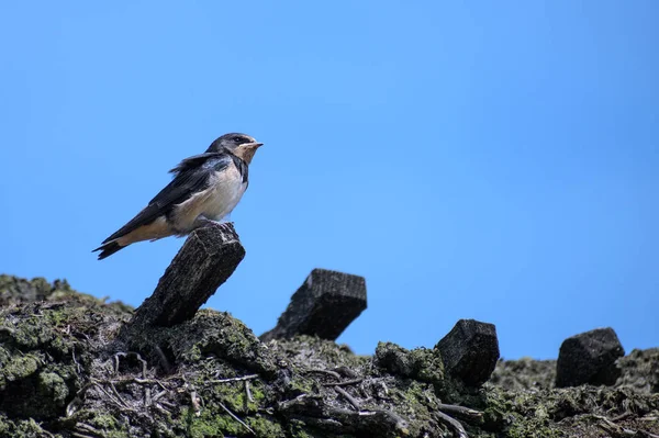 Giovane fienile inghiottire uccello (Hirundo rustica) è appollaiato su un tetto di paglia in una giornata di sole contro il cielo blu, spazio copia — Foto Stock