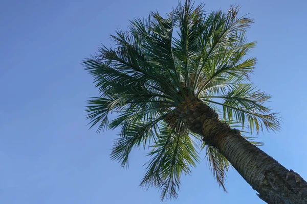 Mavi bir gökyüzüne karşı pinnate palmiye fronds ile Uzun palmiye ağacı, uzay kopyalamak