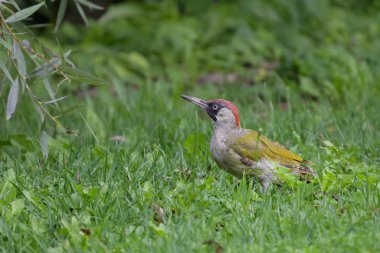 Avrupa yeşil ağaçkakan (Picus viridis) çim, kuş karıncalar yemek için seviyor ve sık sık yerde görülür, kopya alanı
