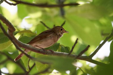 bülbül (Luscinia megarhynchos) yeşil yapraklar, küçük ardıç ötücü kuş, kopya alanı karşı bir ağaç tüneyen