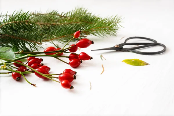 Hanches de rose, branches de sapin et ciseaux pour un arrangement naturel de Noël sur une table blanche, espace de copie — Photo