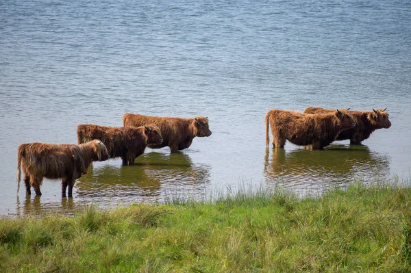 Galloway cattle herd with long dun fur in the water of a lake at the pasture on a sunny day, copy space — Stock Photo, Image