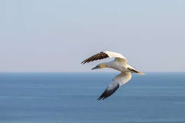 Voando o gannet do norte (Morus bassanus) sobre a água, perto da ilha Heligoland no mar do norte de Alemanha, céu azul, espaço da cópia — Fotografia de Stock