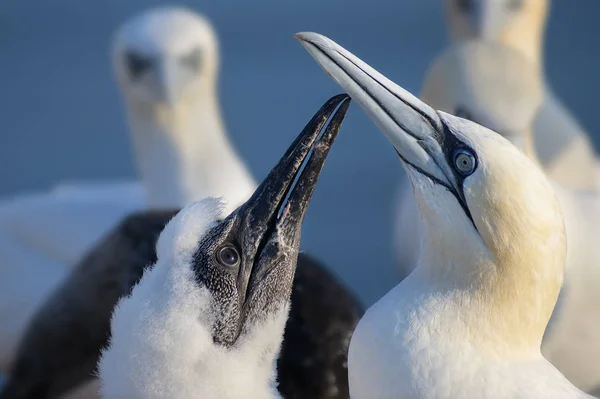 Young northern gannet (Morus bassanus) begging for food on mother's beak, the seabirds live on the rocks of the island Heligoland in the north sea, Germany — Stock Photo, Image