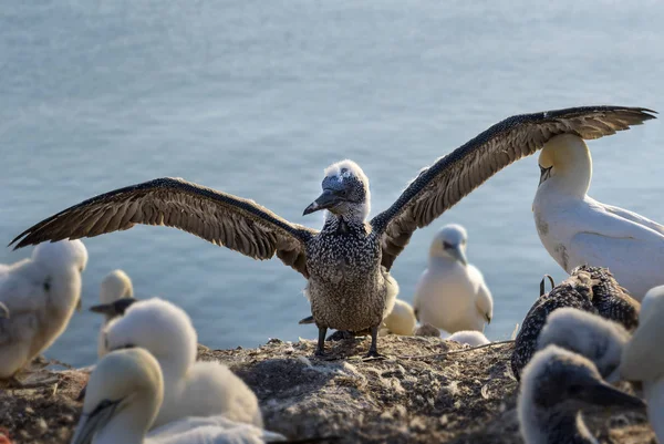Young northern gannet (Morus bassanus) with wings spread out, the seabirds live on the rocks of the island Heligoland in the north sea, Germany, copy space — Stock Photo, Image